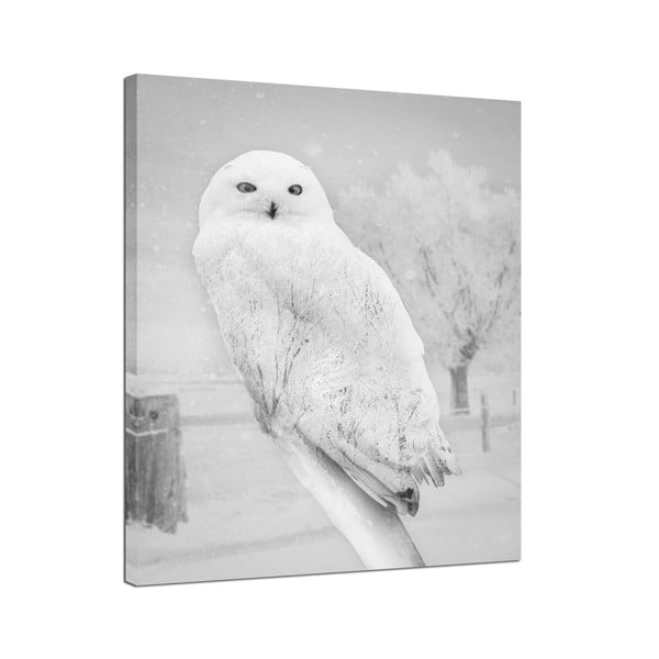 Obraz Styler Canvas Nordic Owl, 75x100 cm