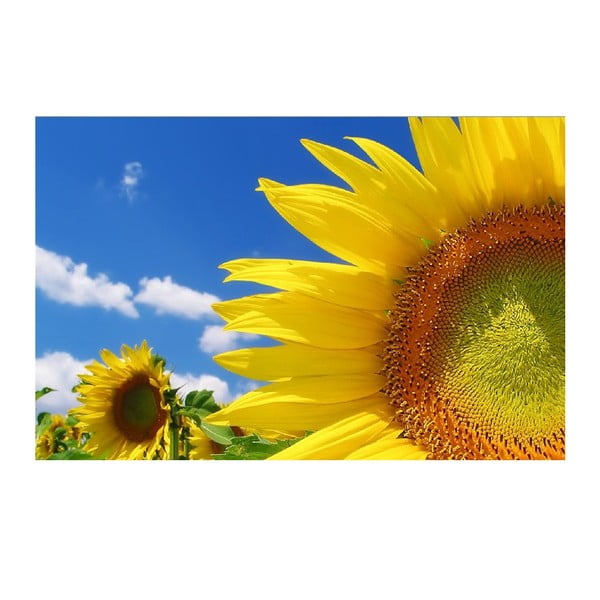 Obraz Słonecznik, 45x70 cm