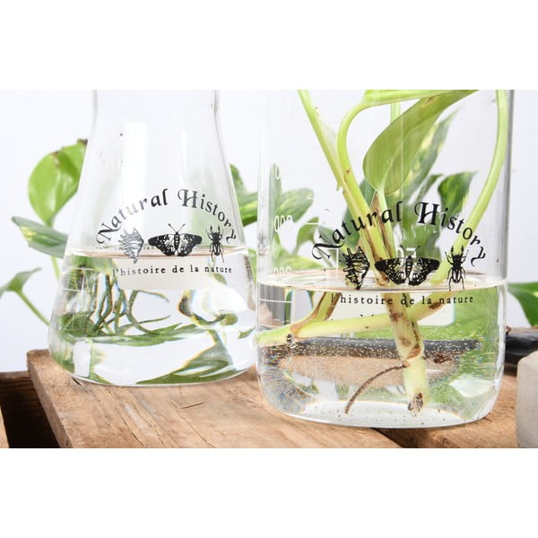 Szklany wazon (wysokość 12 cm) Natural History – Esschert Design-image-3