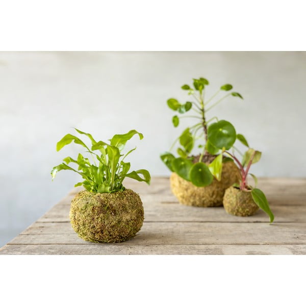 Doniczka ø 14,5 cm Kokedama – Esschert Design-image-2