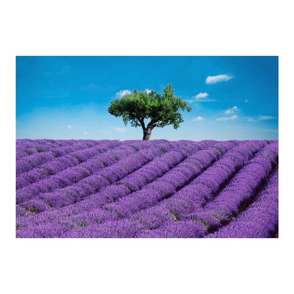 Wielkoformatowa tapeta Provence, 366x254 cm
