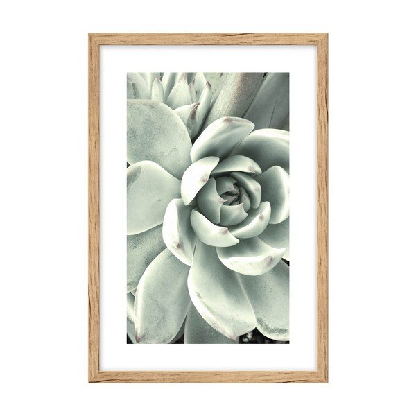 Plakat 60x90 cm Aloe