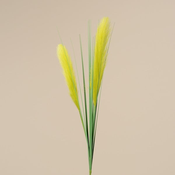 Dekoracyjna roślina Boltze Grass