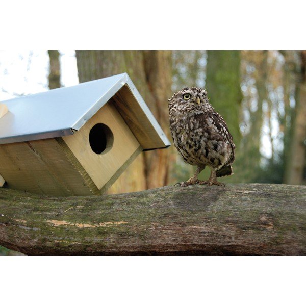 Drewniana budka dla sowy – Esschert Design-image-1