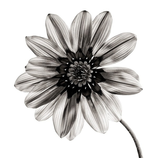 Czarno-biały szklany obraz Insigne Flower, 30x30 cm