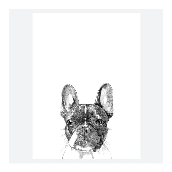 Plakat Murphy The Boston Terrier, 30x40 cm