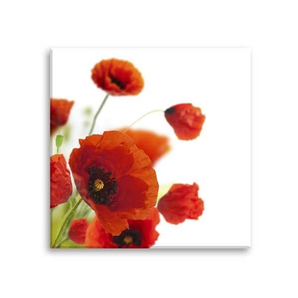 Obraz Styler Glas Maki Poppies, 30x30 cm