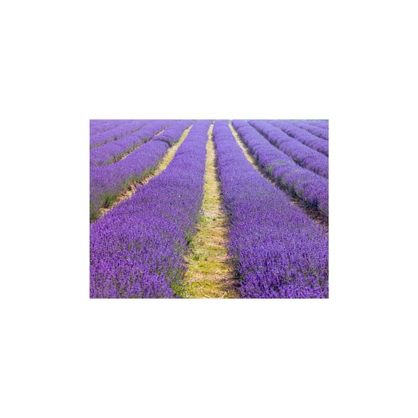 Obraz In Lavender, 60x80 cm