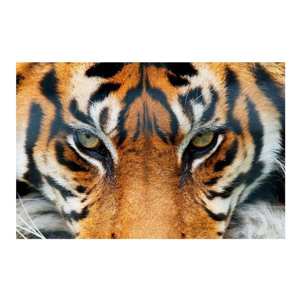 Plakat wielkoformatowy Tiger, 175x115 cm