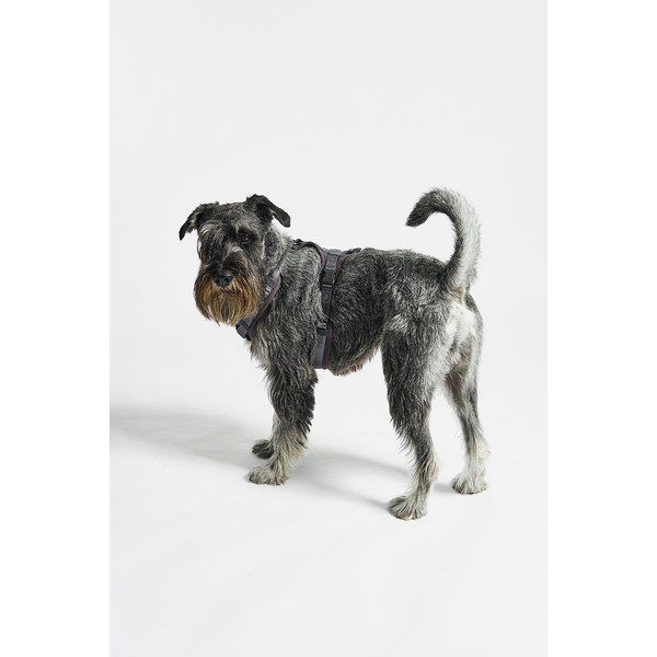 Ciemnoszare szelki dla zwierząt w rozmiarze S długość 30 cm Modena Asphalt S – MiaCara-image-1