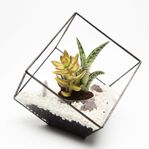 Terrarium z roślinami Cube