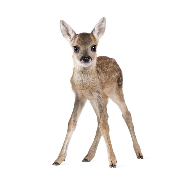 Naklejka ścienna Dekornik Deer Lucy, 72x115 cm