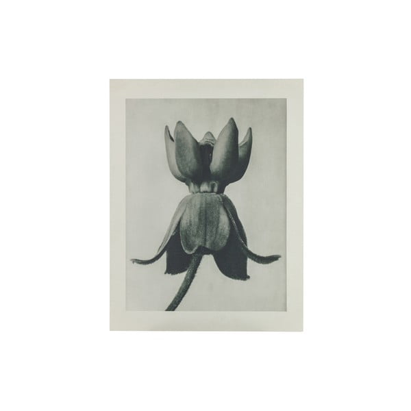 Beżowo-szary obraz BePureHome Artwork Flower Campanula