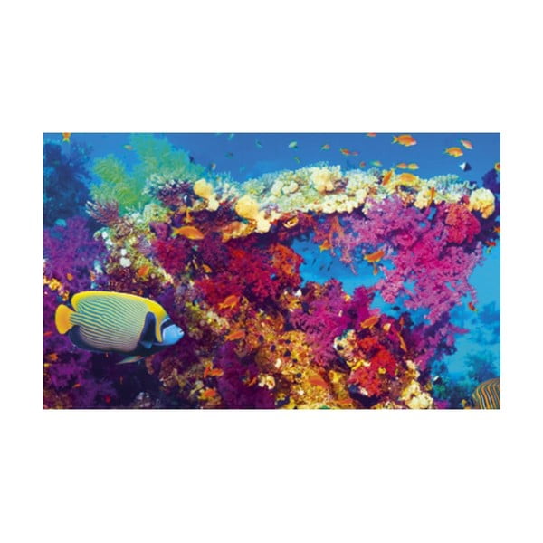 Fotoobraz Sealife, 51x81 cm