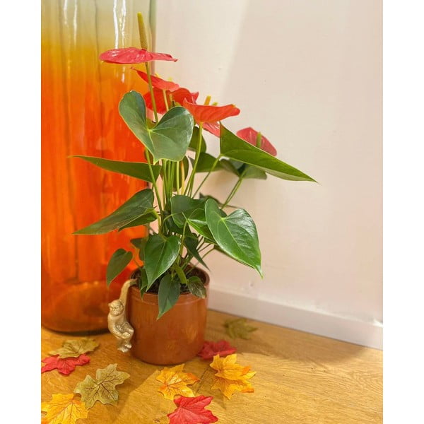 Mała dekoracja z żywicy polimerowej Monkey – Sass & Belle-image-3