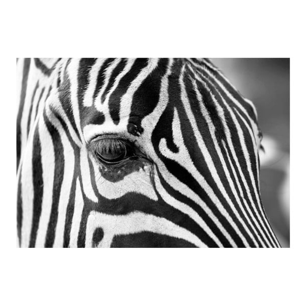 Obraz DecoMalta Zebra, 80x60 cm