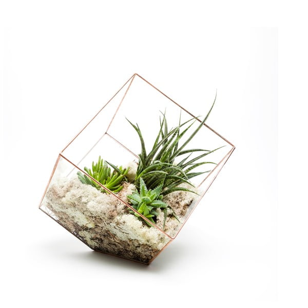 Terrarium z roślinami Supersize Cube, w jasnej ramce