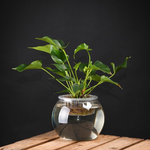 Szklarnia Esschert Design, wys. 17,6 cm-image-1