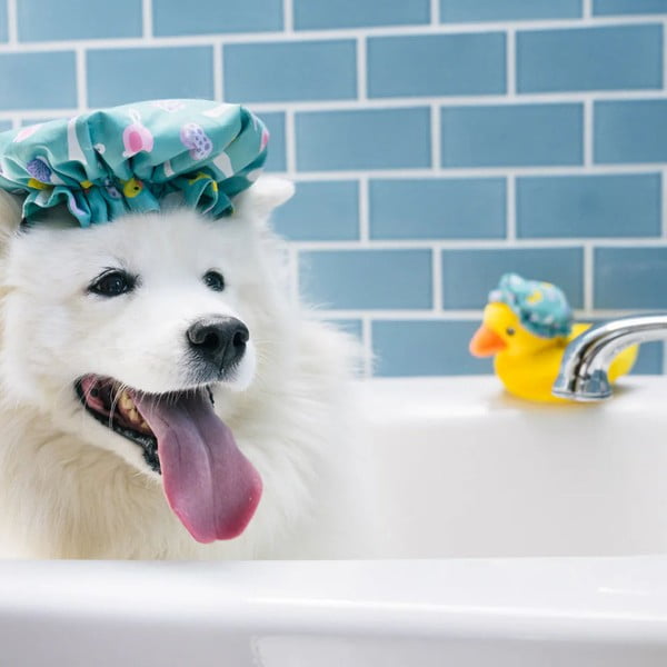 Zabawka dla psa Czepek – P.L.A.Y.-image-2