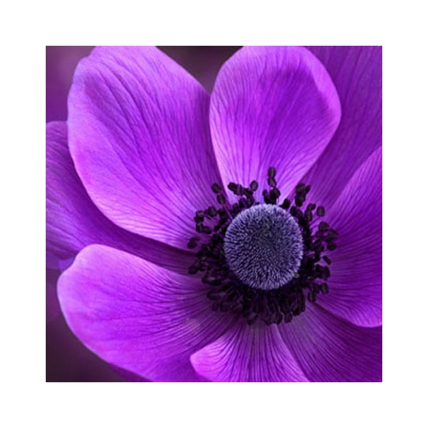 Obraz na szkle Fioletowy kwiat II, 50x50 cm