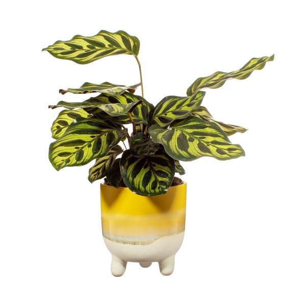 Żółta doniczka Sass & Belle Bohemian Home Mojave, ø 11,7 cm-image-2