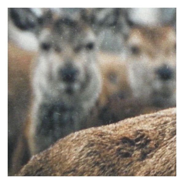 Dywanik Winter Deer 75x50 cm-image-2