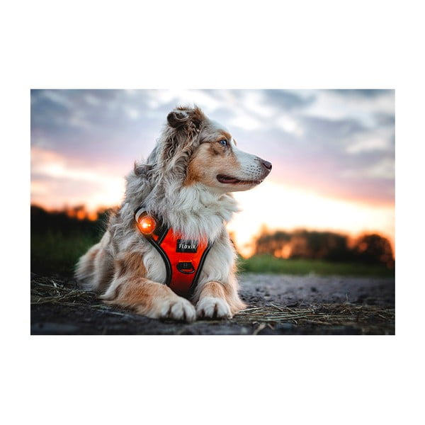 Lampka LED na obrożę Amber – Orbiloc-image-4