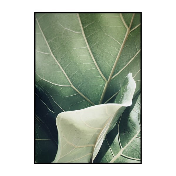 Plakat Imagioo Fig Tree, 40x30 cm