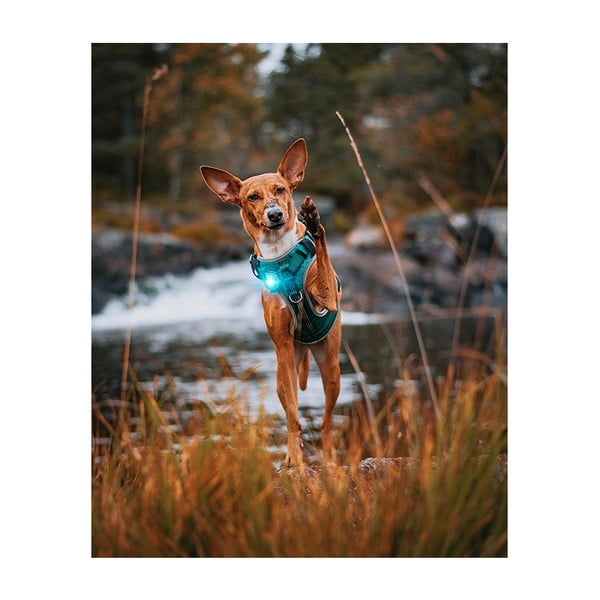 Lampka LED na obrożę Turquoise – Orbiloc-image-4