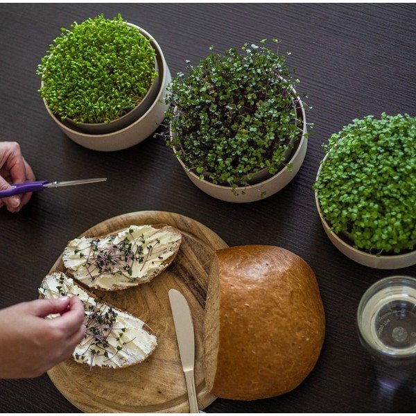Plastikowa miska do kiełkowania ø 16 cm Microgreens – Plastia-image-1