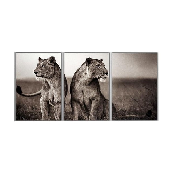 Trzyczęściowy obraz Lions, 45x90 cm