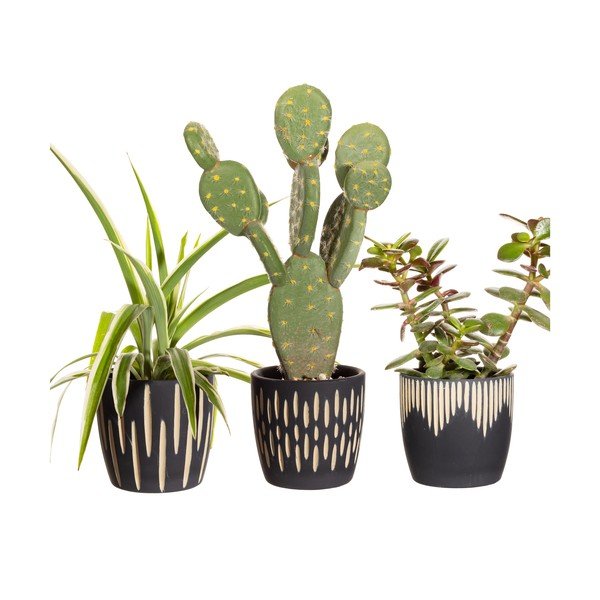 Terakotowe osłonki na doniczki zestaw 3 szt. ø 8 cm Grafitto – Sass & Belle-image-2