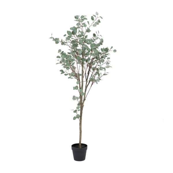 Sztuczny eukaliptus (wysokość 180 cm) Eucalyptus – Ixia