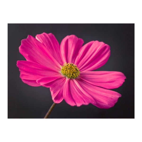 Obraz DecoMalta Pink, 65x50 cm