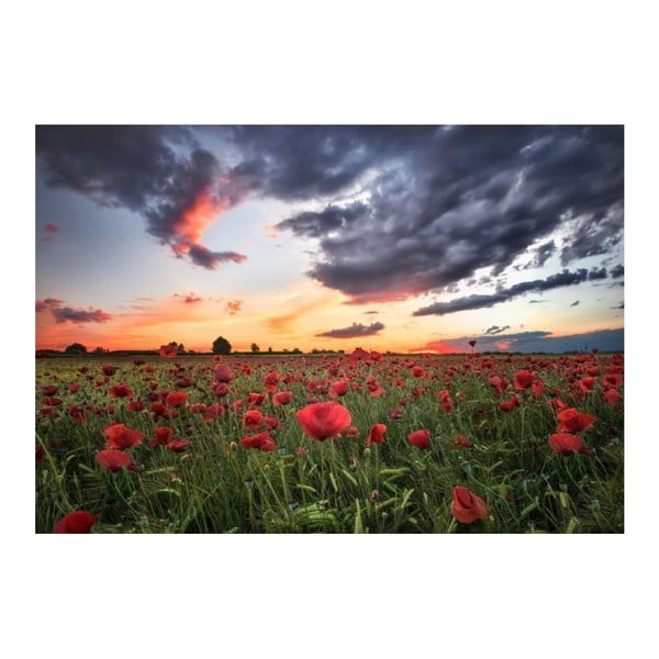 Obraz DecoMalta Poppies, 65x50 cm