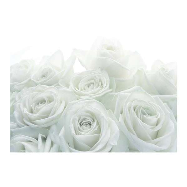 Fototapeta Biała róża, 400x280 cm