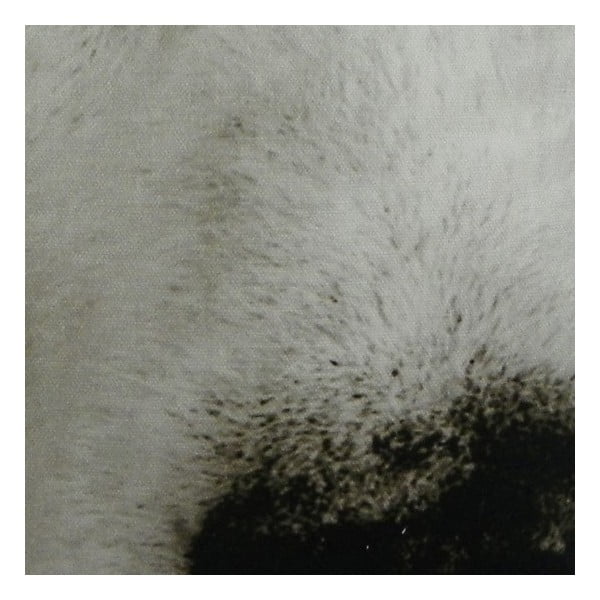 Poduszka Sepia Wolf 50x35 cm-image-1
