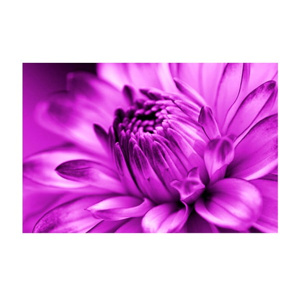 Obraz na szkle Fioletowy kwiat, 40x60 cm