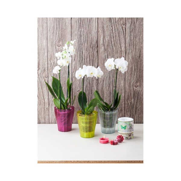 Zielona doniczka Plastia Trasluscent Ola, ø 13,4 cm-image-2