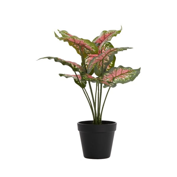 Sztuczna roślina (wysokość 40 cm) Caladium – Light & Living