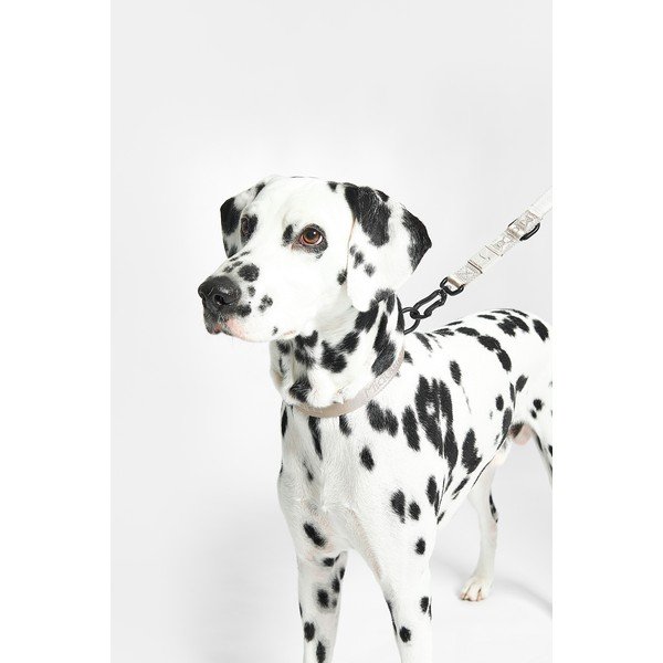 Ciemnoszara obroża w rozmiarze L/XL długość 40 cm Modena Asphalt L/XL – MiaCara-image-4