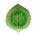 Zielony kamionkowy talerz Costa Nova Riviera, 19x22 cm