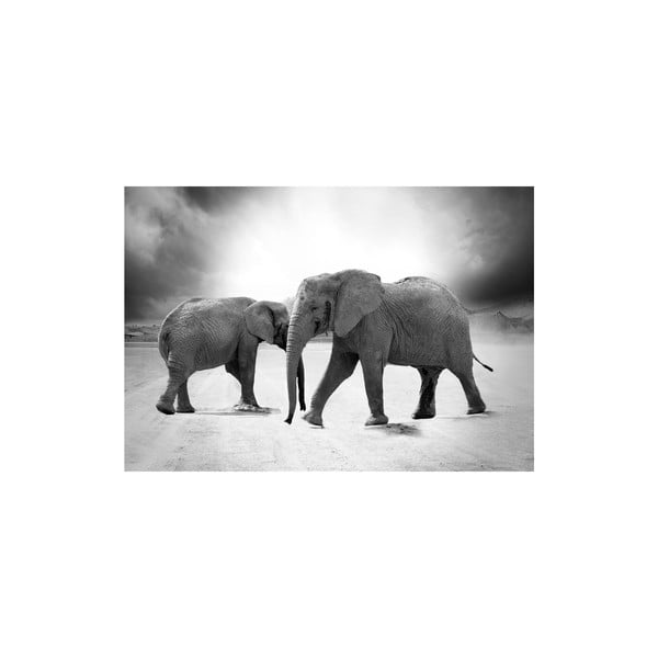 Obraz Elephants, 80x115 cm