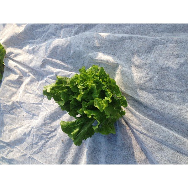 Agrotkanina przeciw chwastom – Garden Pleasure-image-1