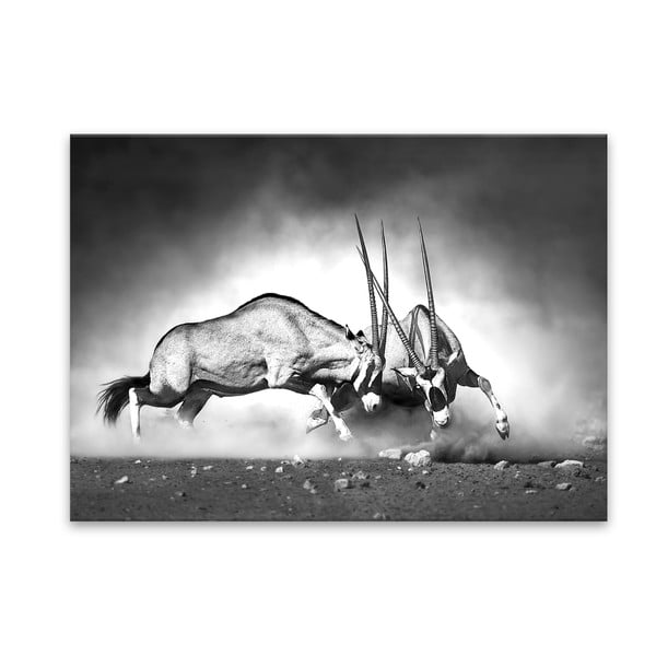 Obraz Styler Glas Animals Gazelle, 70x100 cm