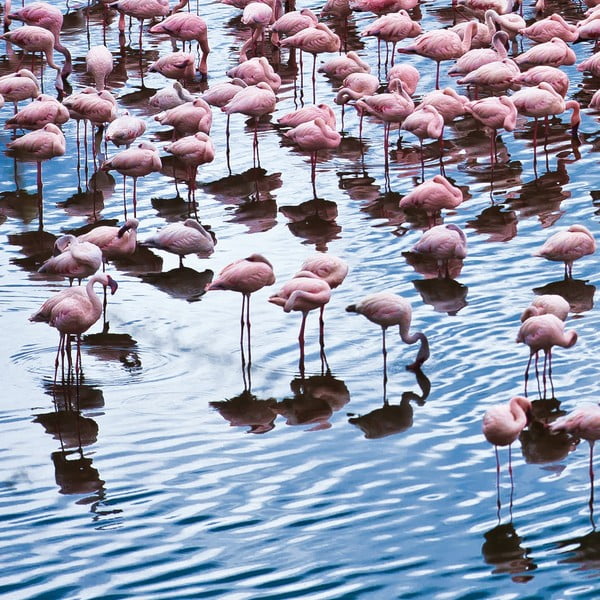Szklany obraz Pretty Flamingo 50x50 cm
