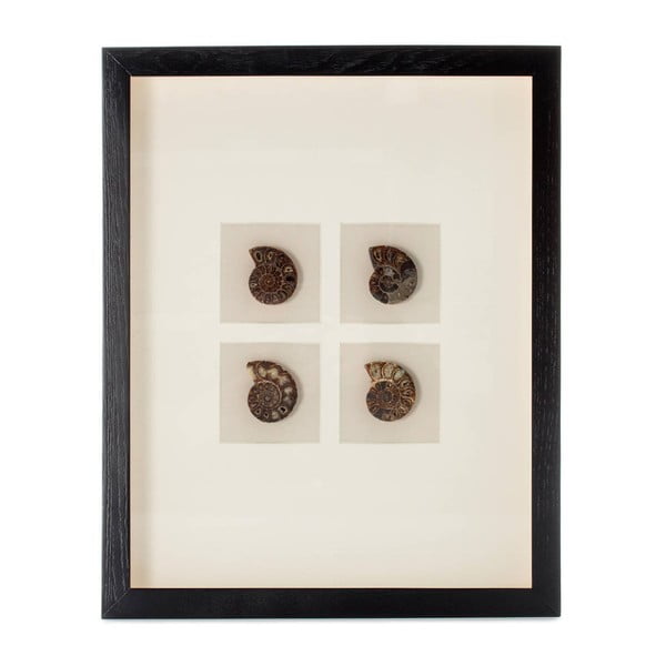 Dekoracja w ramie z 4 muszelkami Vivorum Seashell, 51,5x41,5 cm