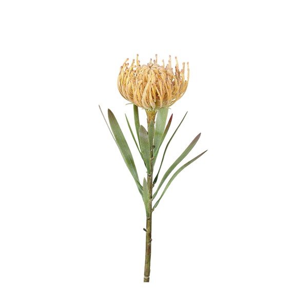 Sztuczny kwiat (wysokość 43 cm) Protea – Ego Dekor