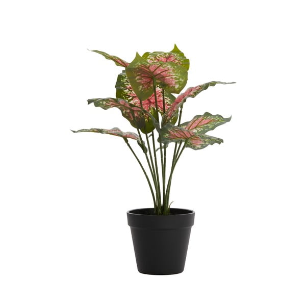 Sztuczna roślina (wysokość 40 cm) Caladium – Light & Living-image-1
