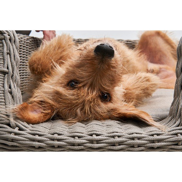 Beżowe legowisko dla psów 58x68 cm Mio Greige S – MiaCara-image-1